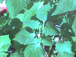 20-06-08_1320.jpg